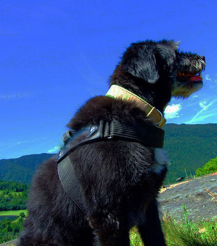 Paseo en la naturaleza con perro