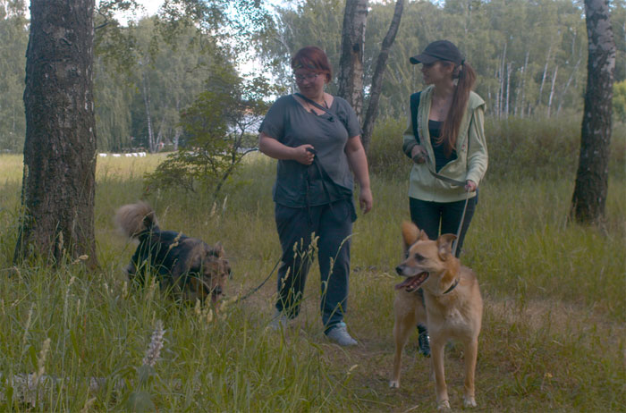 Paseo con perros